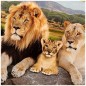 Пазлы классические Семья львов. Удивительный мир, 500 деталей, Умные игры, 4680107925763